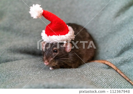 Rat Santa hat. Symbol of the Chinese New Year. Funny black rat Dumbo in a red santa checker on a green background. Rat Santa hat. Symbol of the Chinese New Year. Funny black rat Dumbo in a red santa checker on a green background. 112367948