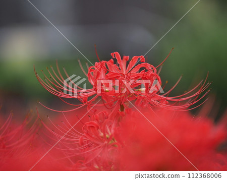 red spider lily red spider lily 112368006