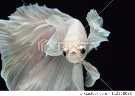 White betta (Dumbo) dancing in the water 112368028