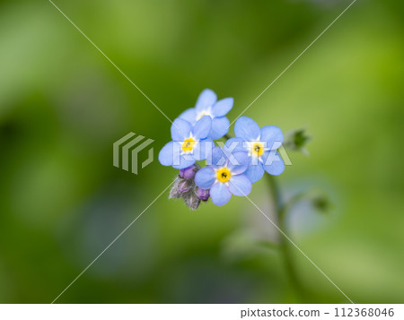 lovely forget-me-not flowers 112368046