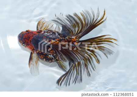 A goldfish with beautiful fins 112368051