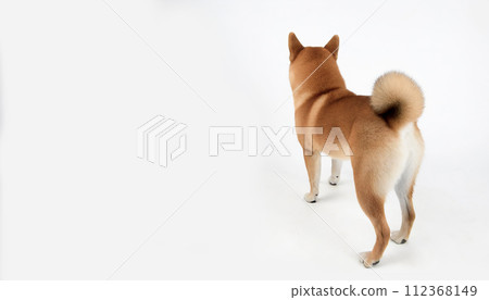 白色背景下拍攝的柴犬的後視圖 112368149