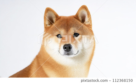 從正面看到的柴犬臉，在白色背景下拍攝 112368150