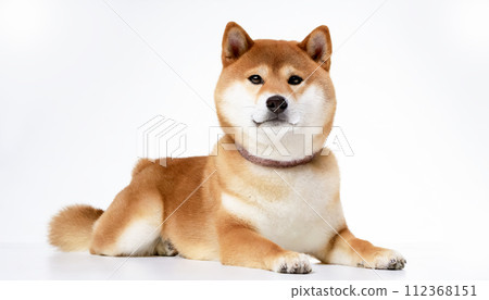 躺著的柴犬在白色背景拍攝 112368151
