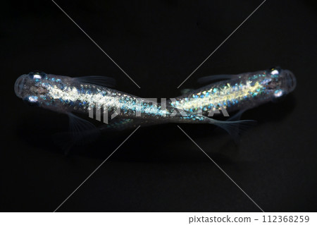 Beautiful extracorporeal light medaka (sapphire extracorporeal light) Beautiful extracorporeal light medaka (sapphire extracorporeal light) 112368259