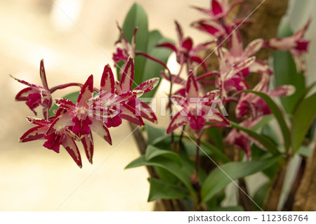 Rock Orchid or Captain King's Dendrobium 112368764