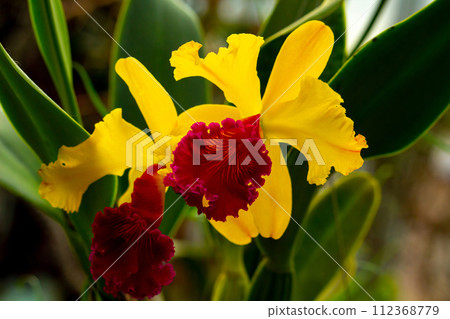 Orchid flower in orchid garden at winter or spring day. Orchid flower in orchid garden at winter or spring day. 112368779