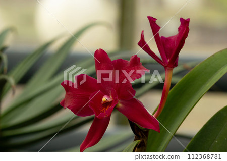 jewel box scheherazade flower 112368781