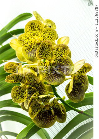 Abstract background of yellow orchids (vanda) 112368787