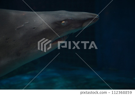 品川水族館白鱷魚 品川水族館白鱷魚 112368859