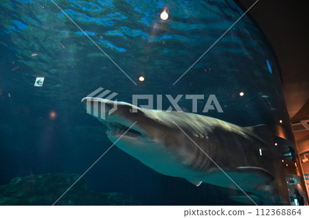 Shinagawa Aquarium White Crocodile Shinagawa Aquarium White Crocodile 112368864