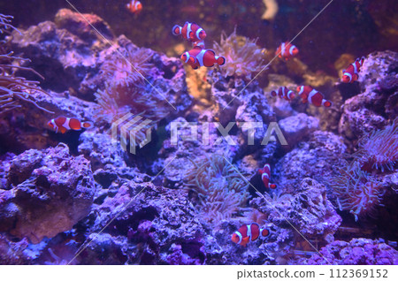 品川水族館小丑魚與海葵 品川水族館小丑魚與海葵 112369152