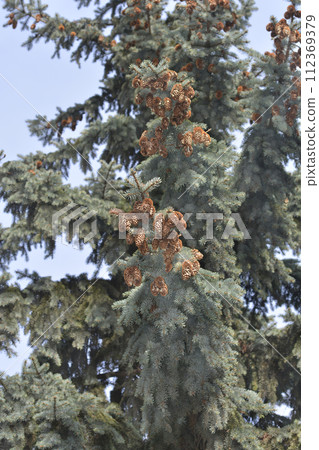 Colorado blue spruce 112369379