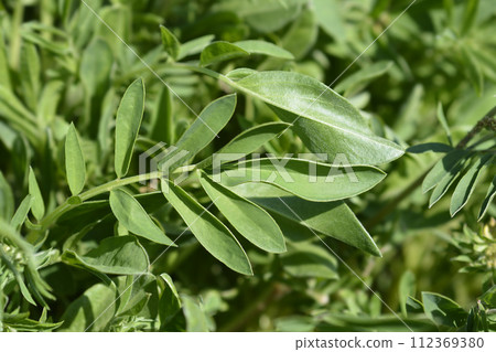 Common kidney vetch 112369380