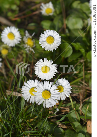 Common daisy 112369381