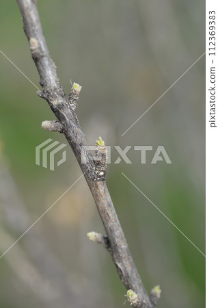 Rose Of Sharon Rose Of Sharon 112369383
