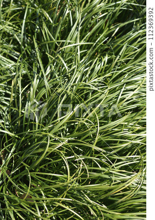 Mondo grass 112369392