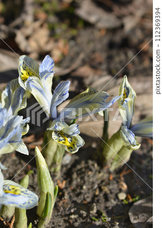 Iris Katherine Hodgkin 112369394