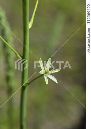 Pyrenees star of Bethlehem Pyrenees star of Bethlehem 112369400