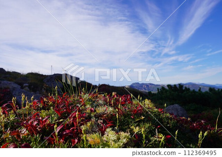 Wine-colored Urashima azalea, distant ridgeline Wine-colored Urashima azalea, distant ridgeline 112369495