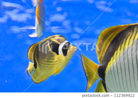 品川水族館 珊瑚礁 色彩繽紛的魚 熱帶魚 品川水族館 珊瑚礁 色彩繽紛的魚 熱帶魚 112369922
