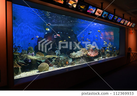 Shinagawa Aquarium Coral reef Colorful fish Tropical fish 112369933
