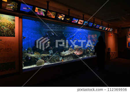 Shinagawa Aquarium Coral reef Colorful fish Tropical fish 112369936