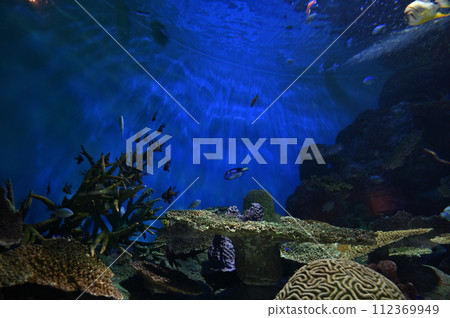 品川水族館 珊瑚礁 色彩繽紛的魚 熱帶魚 品川水族館 珊瑚礁 色彩繽紛的魚 熱帶魚 112369949