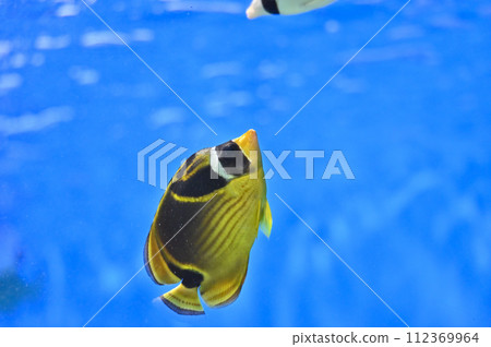 Shinagawa Aquarium Coral reef Colorful fish Tropical fish 112369964