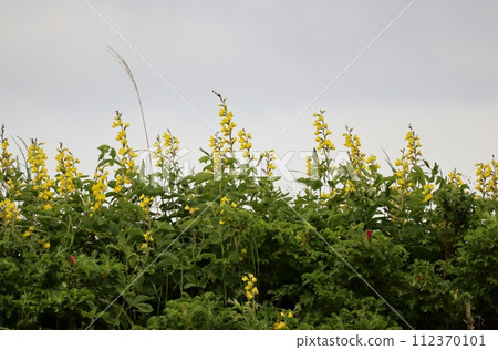 Early summer on the Notsuke Peninsula located in eastern Hokkaido 112370101