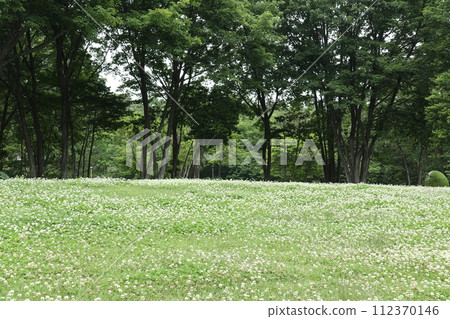 有白三葉草草地的公園 112370146