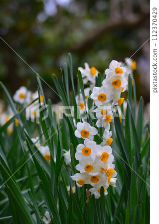 Daffodils blooming in the mountains in spring Daffodils blooming in the mountains in spring 112370429