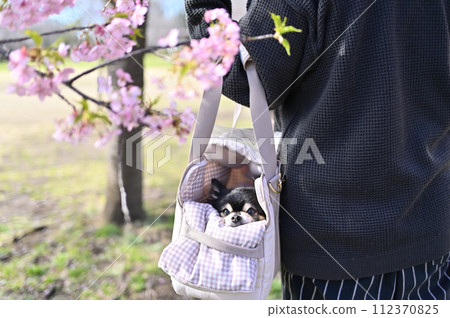 A senior Chihuahua and a woman enjoy cherry blossom viewing in a dog carrier bag. Kawazu cherry blossoms in full bloom 112370825