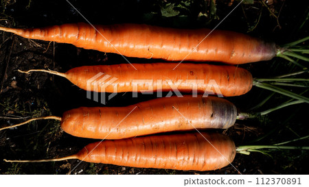 Freshly plucked carrots from the ground with herbs in the garden. Cultivation of eco vegetables. Freshly plucked carrots from the ground with herbs in the garden. Cultivation of eco vegetables. 112370891