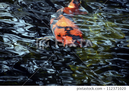 彩色鯉魚 112371020