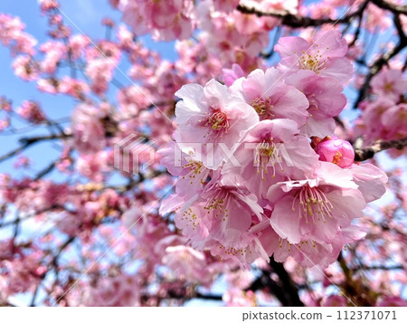 Kawazu cherry tree in full bloom shining in the blue sky Kawazu cherry tree in full bloom shining in the blue sky 112371071