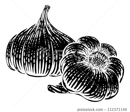 Garlic Vegetable Vintage Woodcut Illustration 112371140