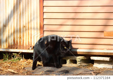 Yuzu no Sato A black cat with leaves living happily in the Satoyama of Moroyama Town. Yuzu no Sato A black cat with leaves living happily in the Satoyama of Moroyama Town. 112371164