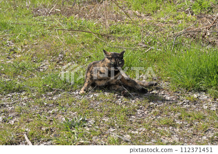 Rusty cat playing in the square 112371451