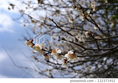 Plum blossoms on the promenade 112371452