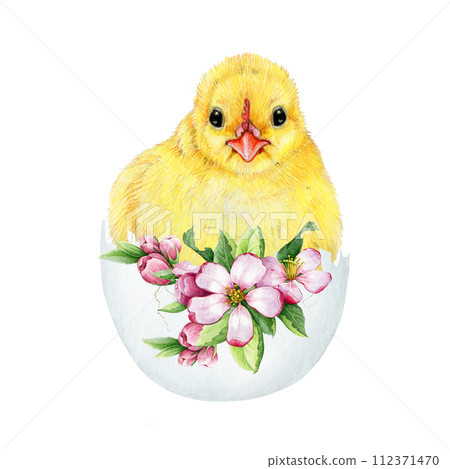 Cute chick in cracked egg shell with spring flower Easter decor. Watercolor illustration. Hand drawn small chicken hatched from the egg with spring flowers Easter decoration. White background 112371470
