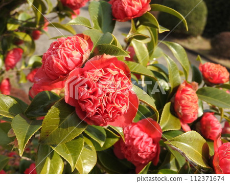 山茶花的變種：Benibokuhan / Benikarako 112371674