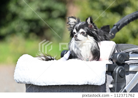 A long-coated Chihuahua with a dislocated patella takes a cheerful walk in a dog cart without putting strain on his legs with a patella. 112371762