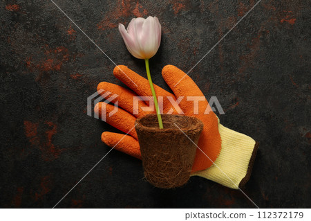 Tulip, flower pot and garden glove on dark gray background, top view Tulip, flower pot and garden glove on dark gray background, top view 112372179