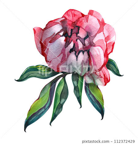 Pink peony watercolor flowers. Floral arrangement for card, invitation, decoration. Illustration isolated on white background 112372429