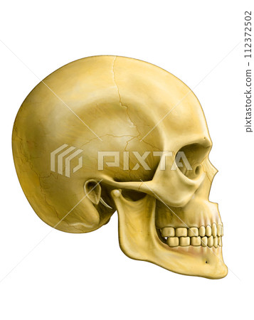 Human skull Human skull 112372502