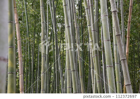 日本春天的京都、嵐山週邊的城市景觀、旅遊景點竹林小路、大量竹子的特寫照片 日本春天的京都、嵐山週邊的城市景觀、旅遊景點竹林小路、大量竹子的特寫照片 112372697