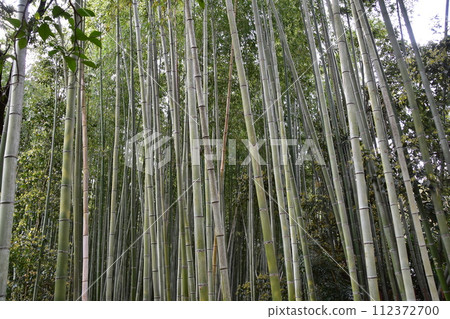 Kyoto in spring in Japan, cityscape around Arashiyama, tourist attraction bamboo forest path, close-up photo of lots of bamboo Kyoto in spring in Japan, cityscape around Arashiyama, tourist attraction bamboo forest path, close-up photo of lots of bamboo 112372700
