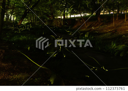 Fireflies at Manriki Park Fireflies at Manriki Park 112373761