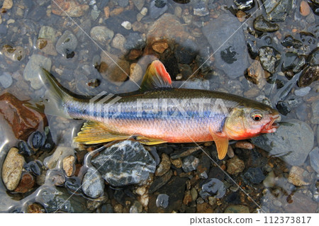 A male kingfisher dyed in flashy wedding colors A male kingfisher dyed in flashy wedding colors 112373817